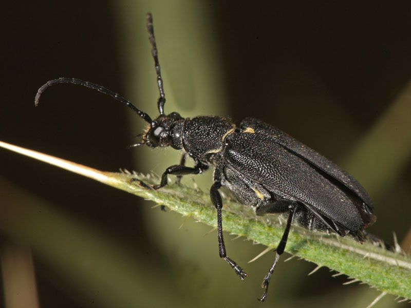 Stictoleptura scutellata scutellata